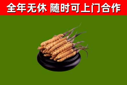 巴里坤县回收散虫草
