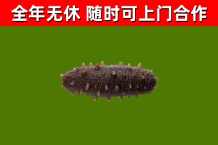 巴里坤县回收海参干